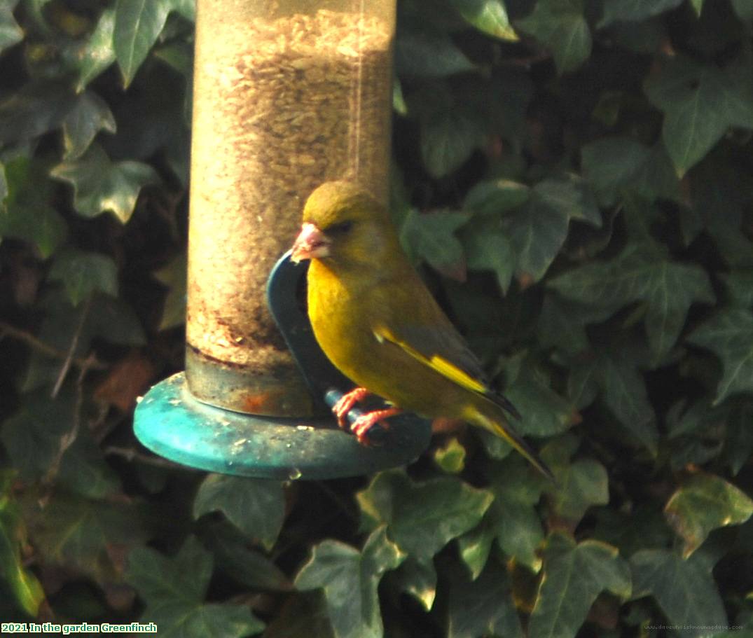 2021 In the garden Greenfinch