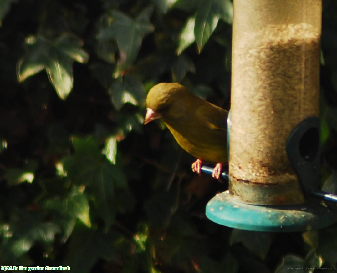 2021 In the garden Greenfinch