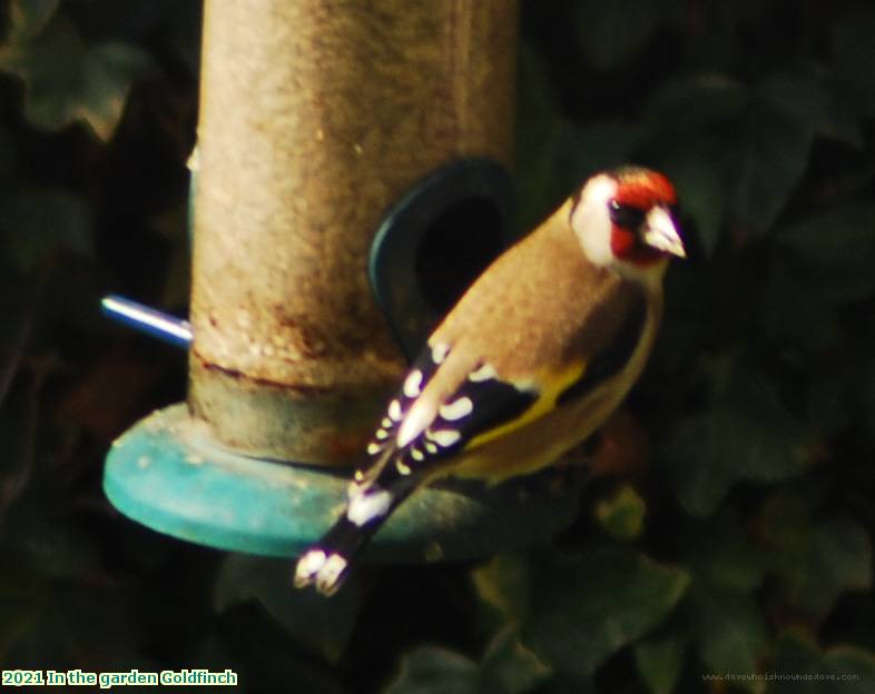 2021 In the garden Goldfinch