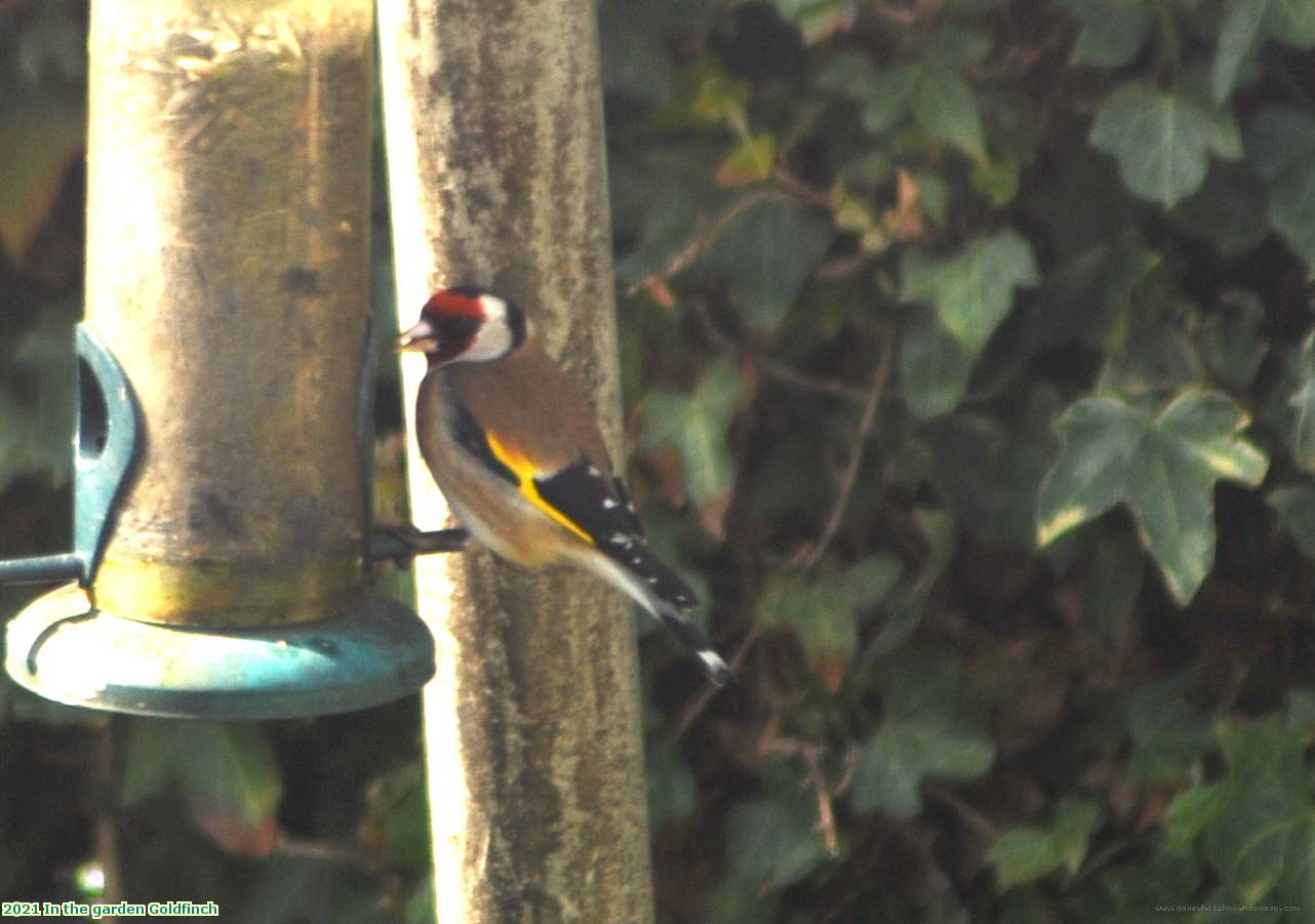 2021 In the garden Goldfinch