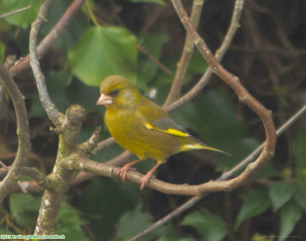 2021 In the garden Greenfinch