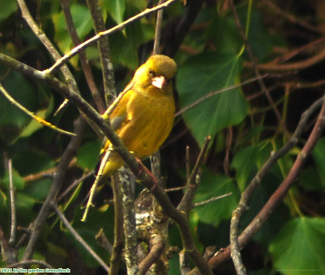 2021 In the garden Greenfinch