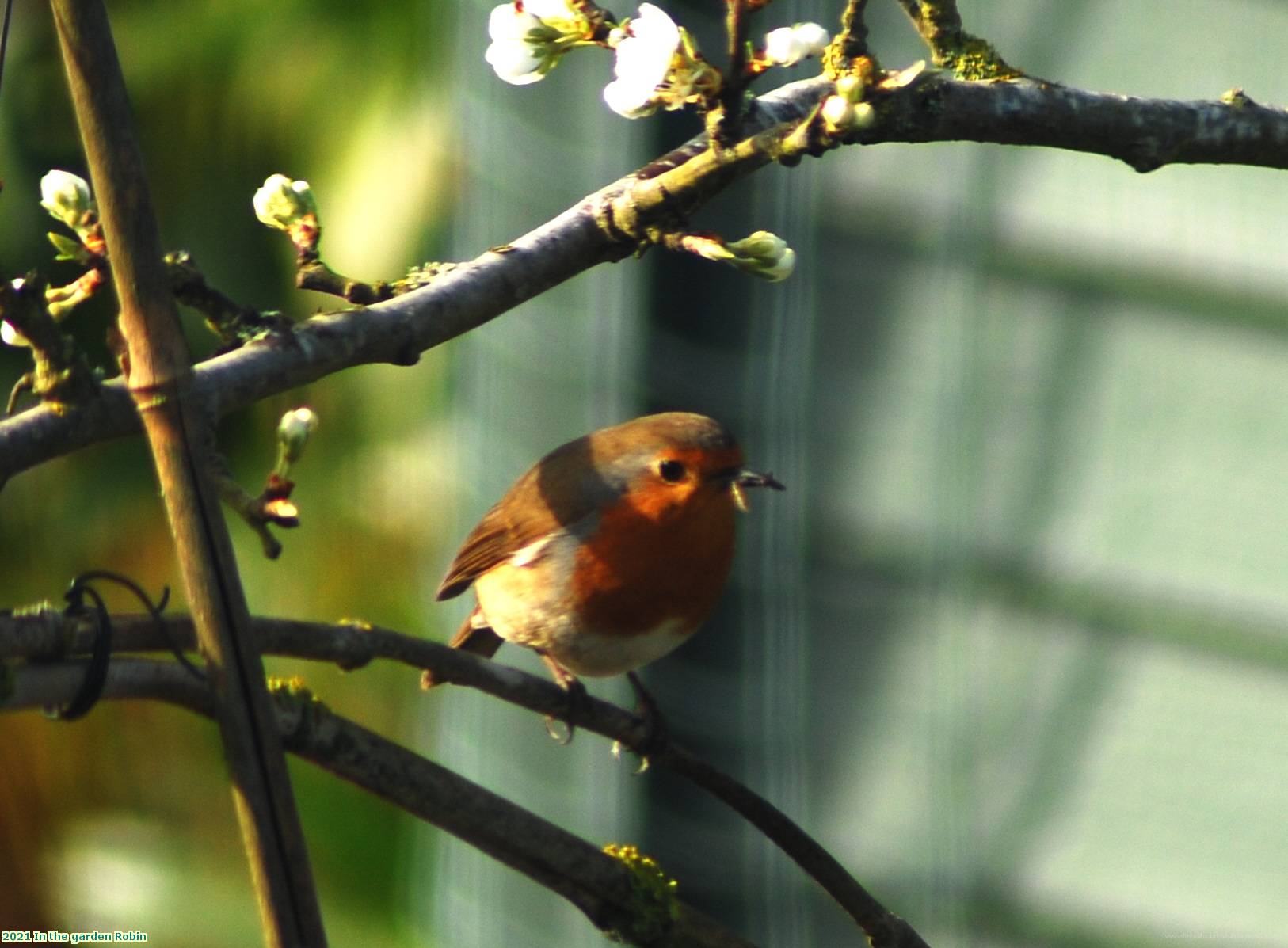 2021 In the garden Robin