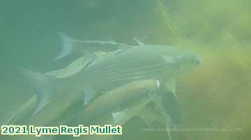  lyme1 2021 Lyme Regis Mullet