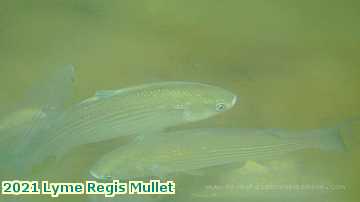  lyme1 2021 Lyme Regis Mullet