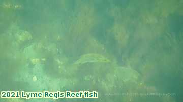  lyme1 2021 Lyme Regis Reef fish