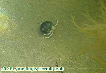  lyme1 2021 Lyme Regis Hermit crab