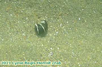  lyme1 2021 Lyme Regis Hermit crab