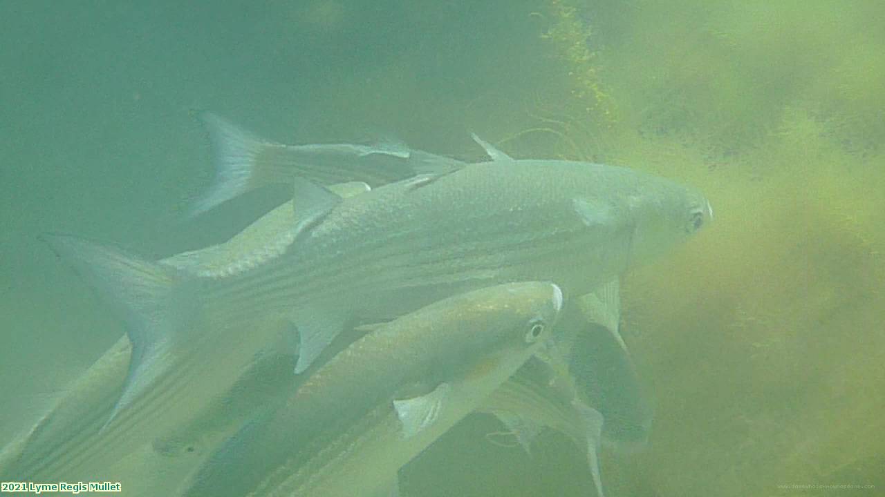 2021 Lyme Regis Mullet