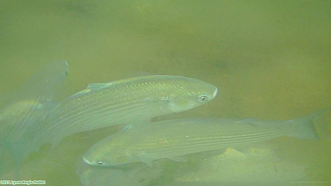 2021 Lyme Regis Mullet