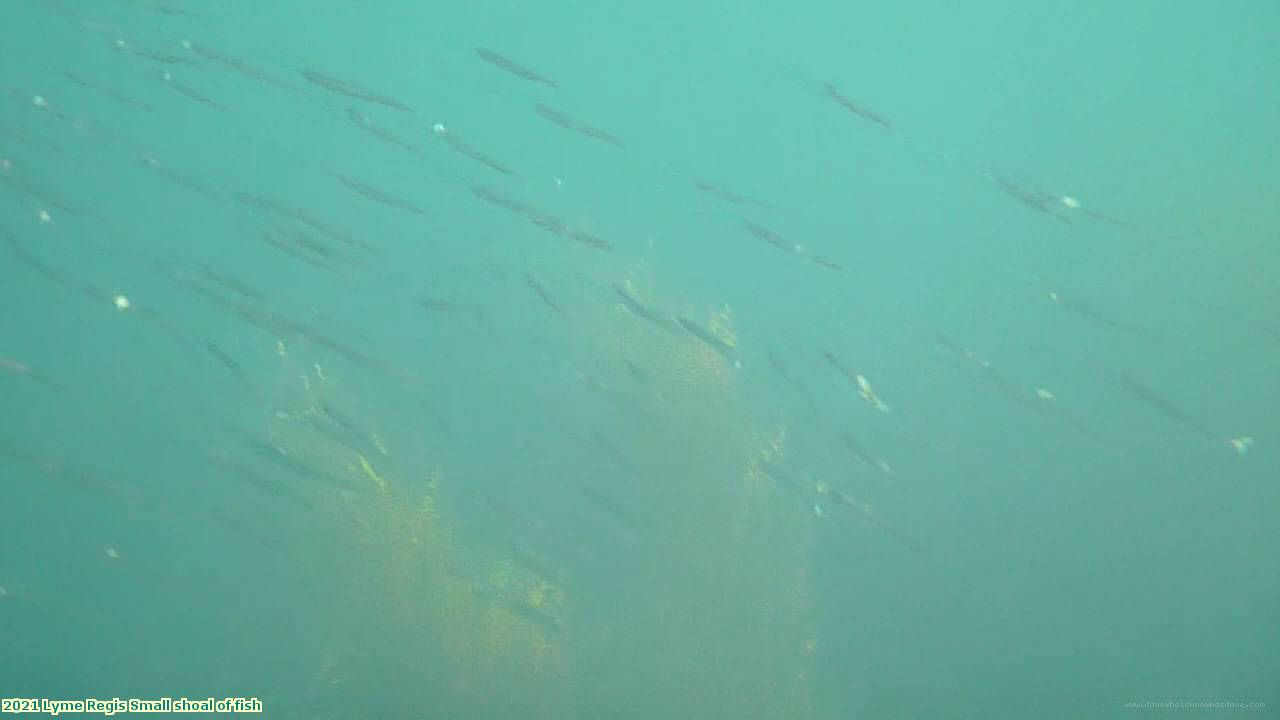 2021 Lyme Regis Small shoal of fish