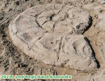  lyme3 2021 Lyme Regis Sand Ammonite