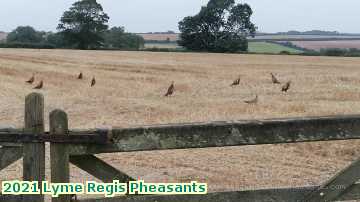  lyme3 2021 Lyme Regis Pheasants