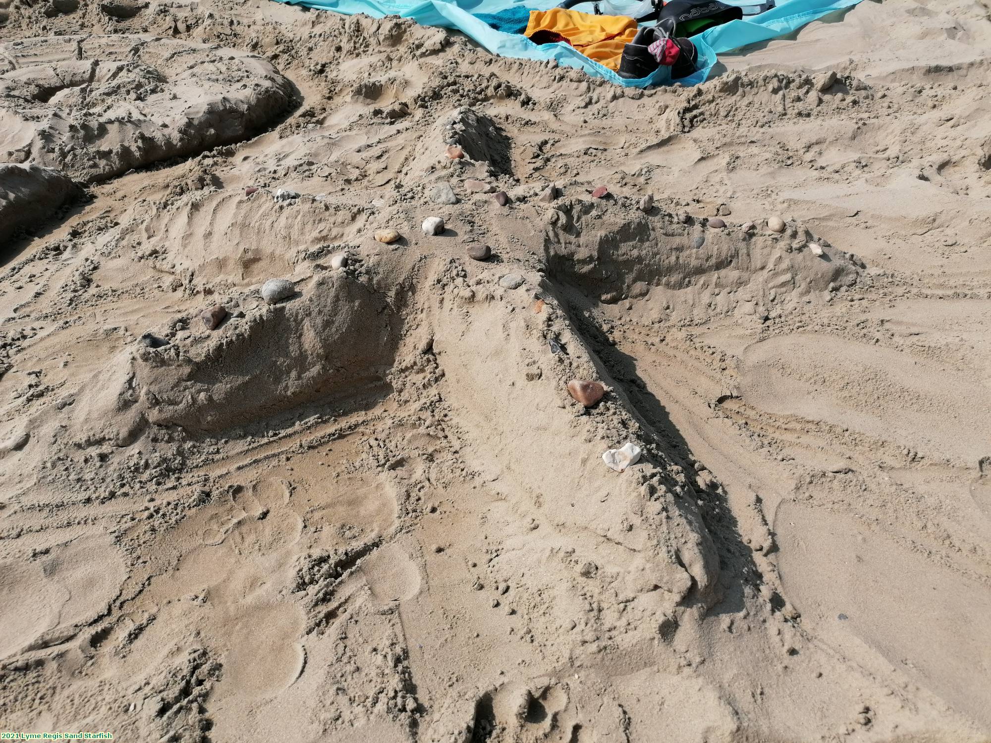 2021 Lyme Regis Sand Starfish