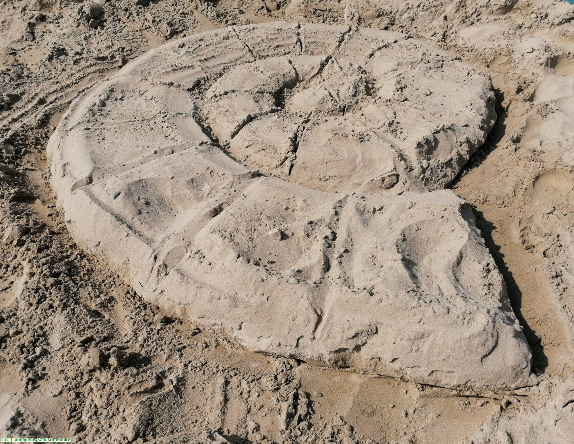 2021 Lyme Regis Sand Ammonite