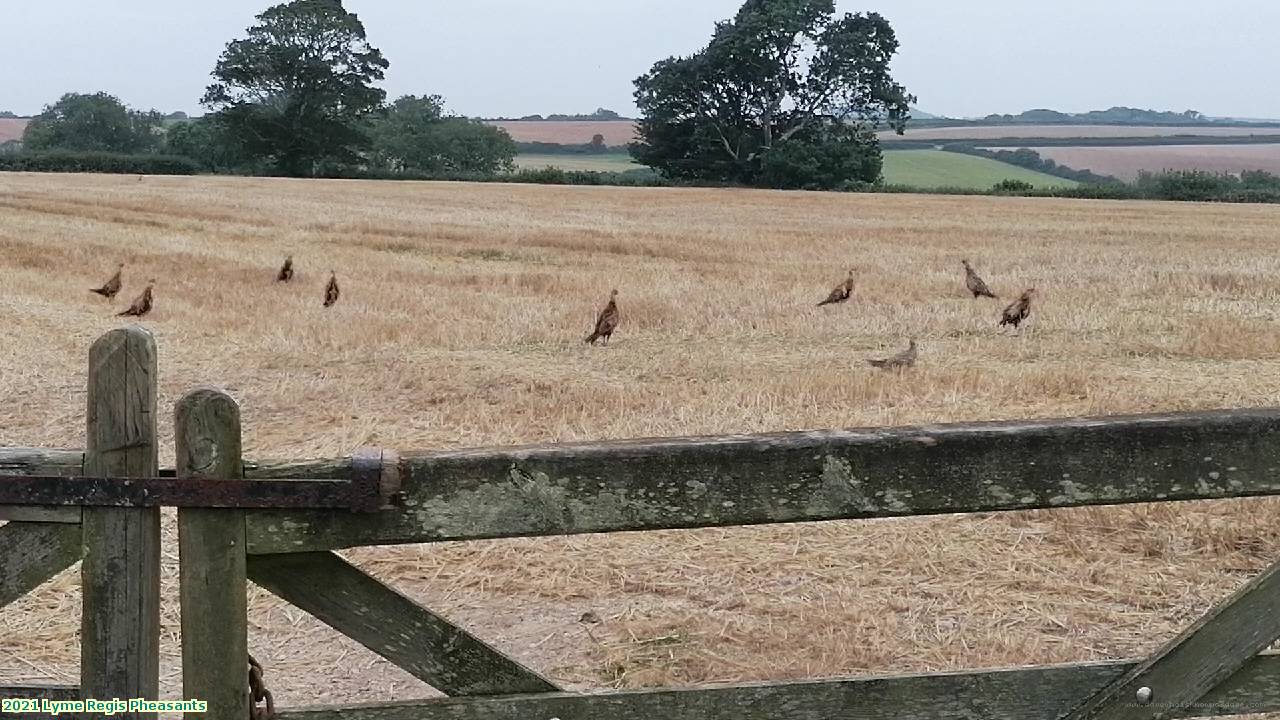 2021 Lyme Regis Pheasants