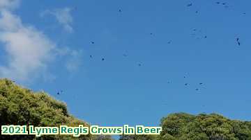  lyme5 2021 Lyme Regis Crows in Beer