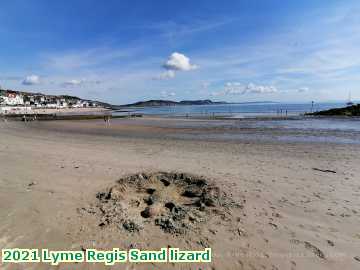  lyme5 2021 Lyme Regis Sand lizard