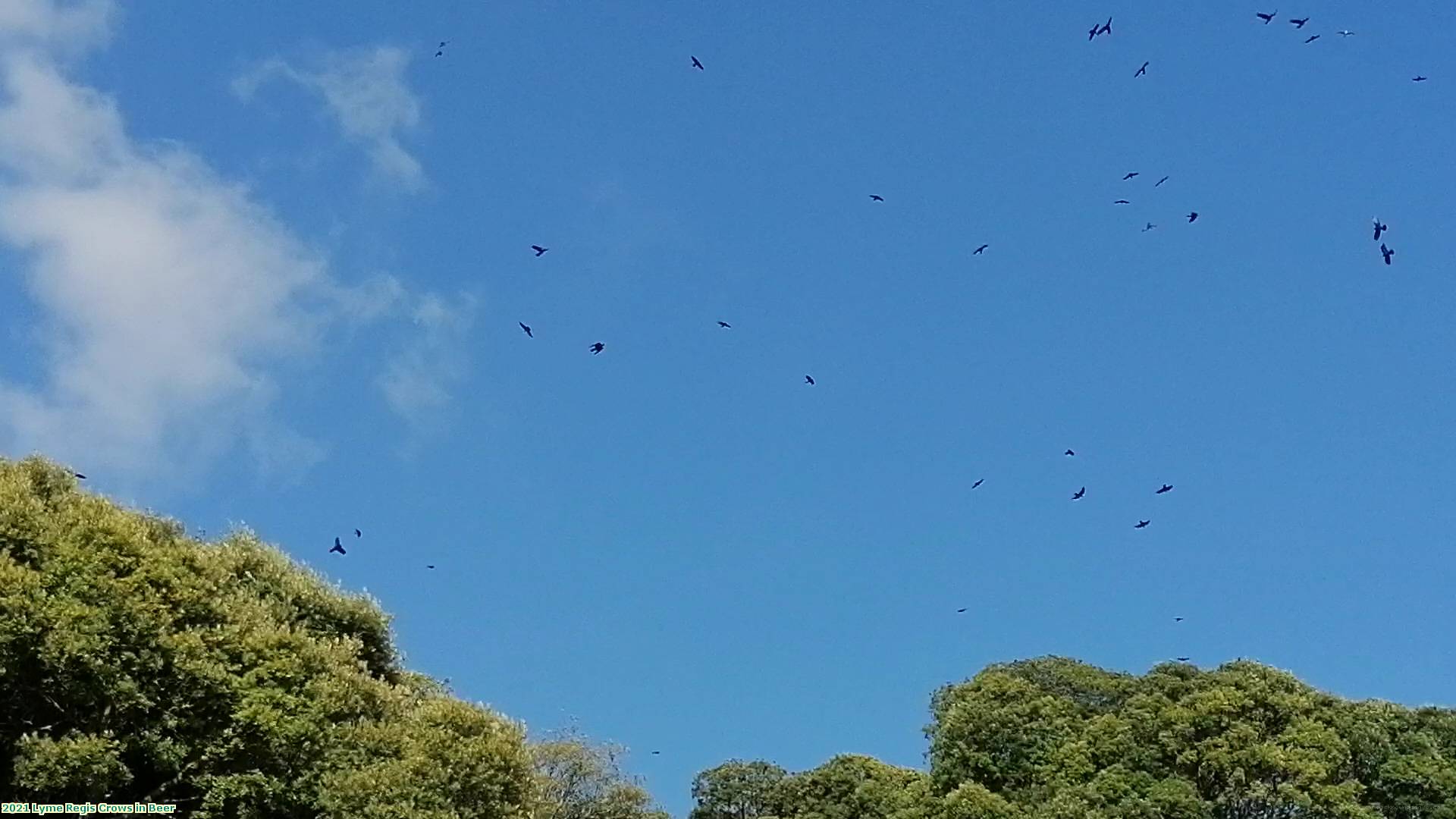 2021 Lyme Regis Crows in Beer