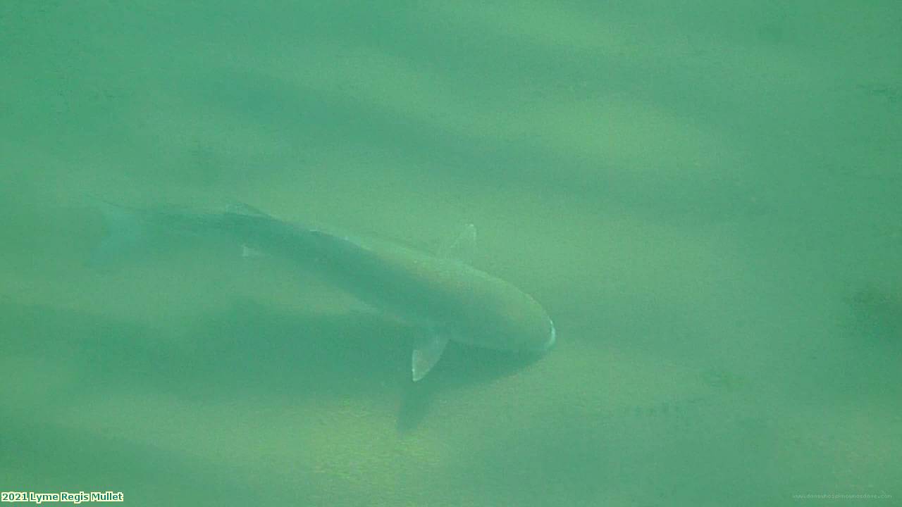 2021 Lyme Regis Mullet