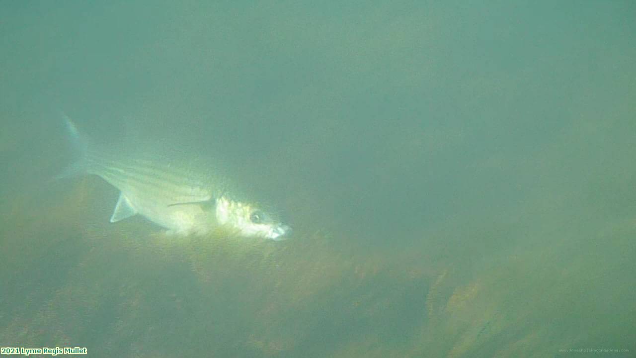 2021 Lyme Regis Mullet