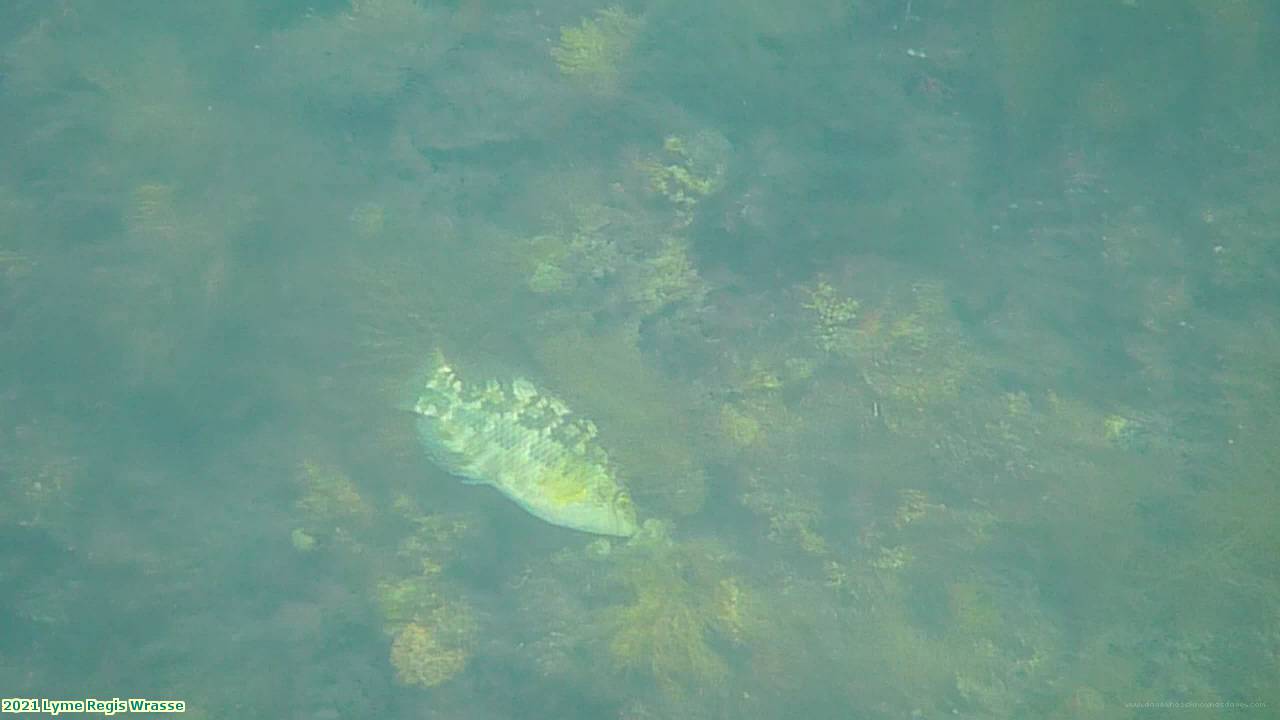 2021 Lyme Regis Wrasse