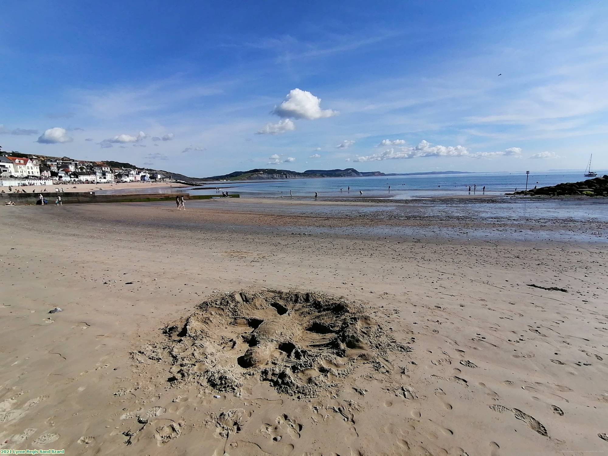 2021 Lyme Regis Sand lizard