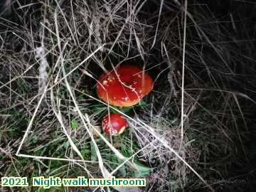  misc 2021  Night walk mushroom