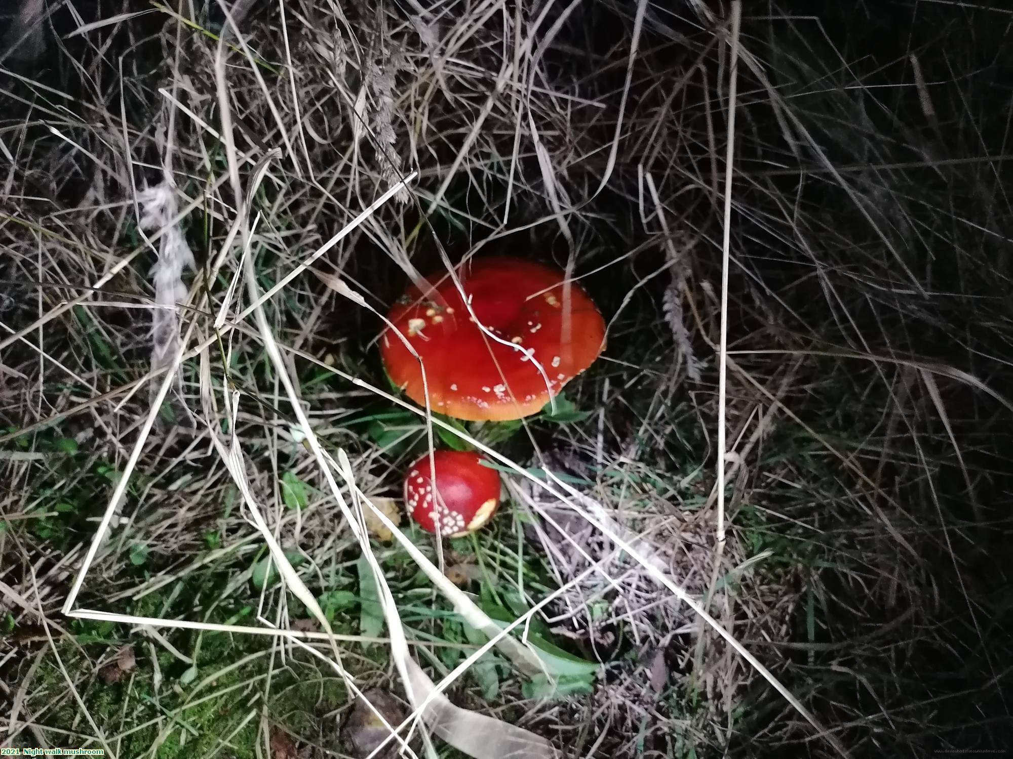 2021  Night walk mushroom