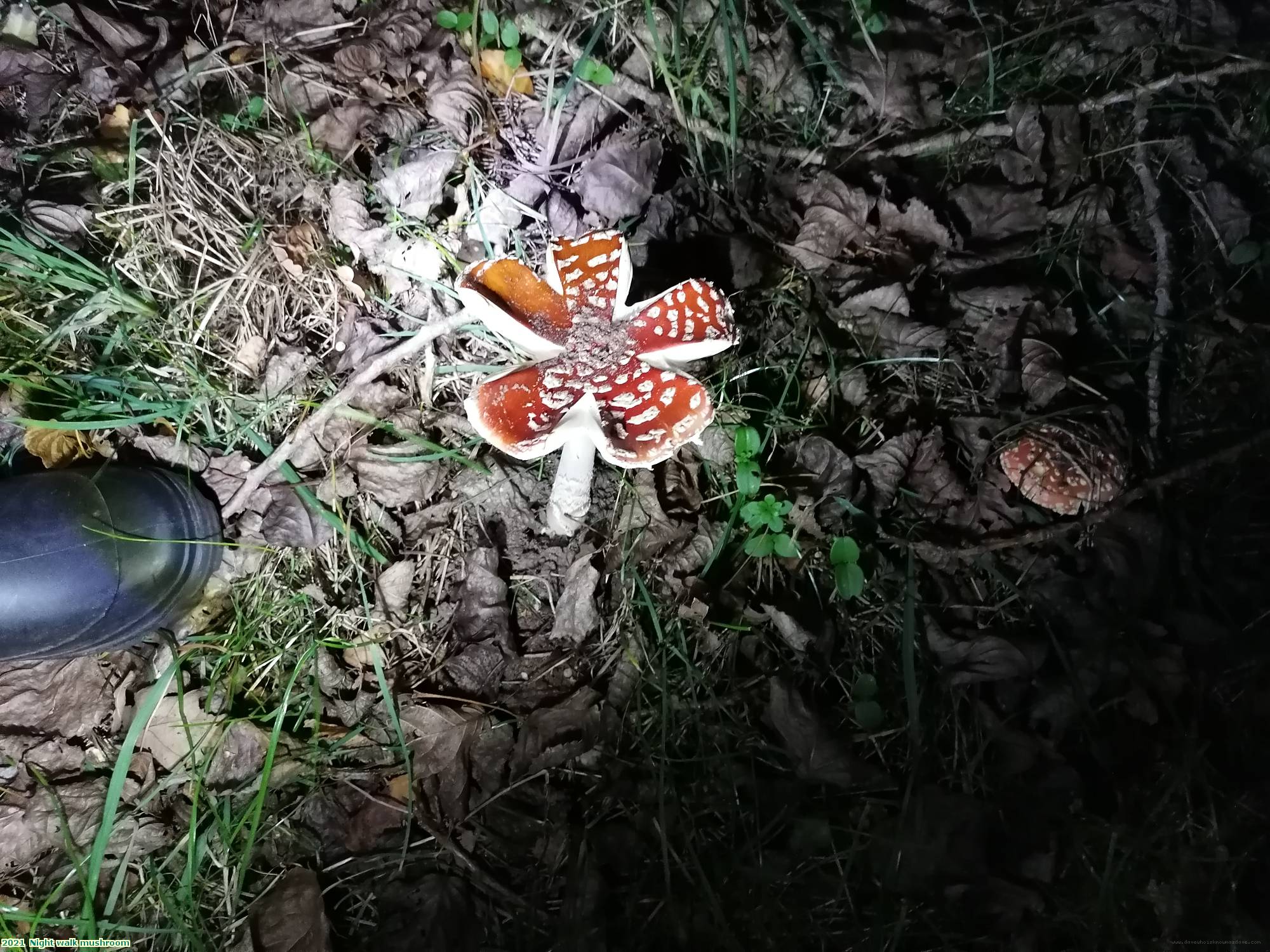 2021  Night walk mushroom