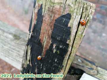  olbike 2021  Ladybirds on the fence