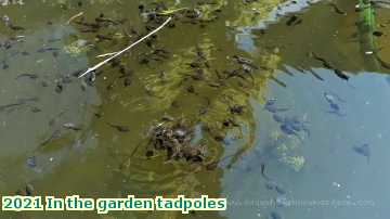  olg 2021 In the garden tadpoles