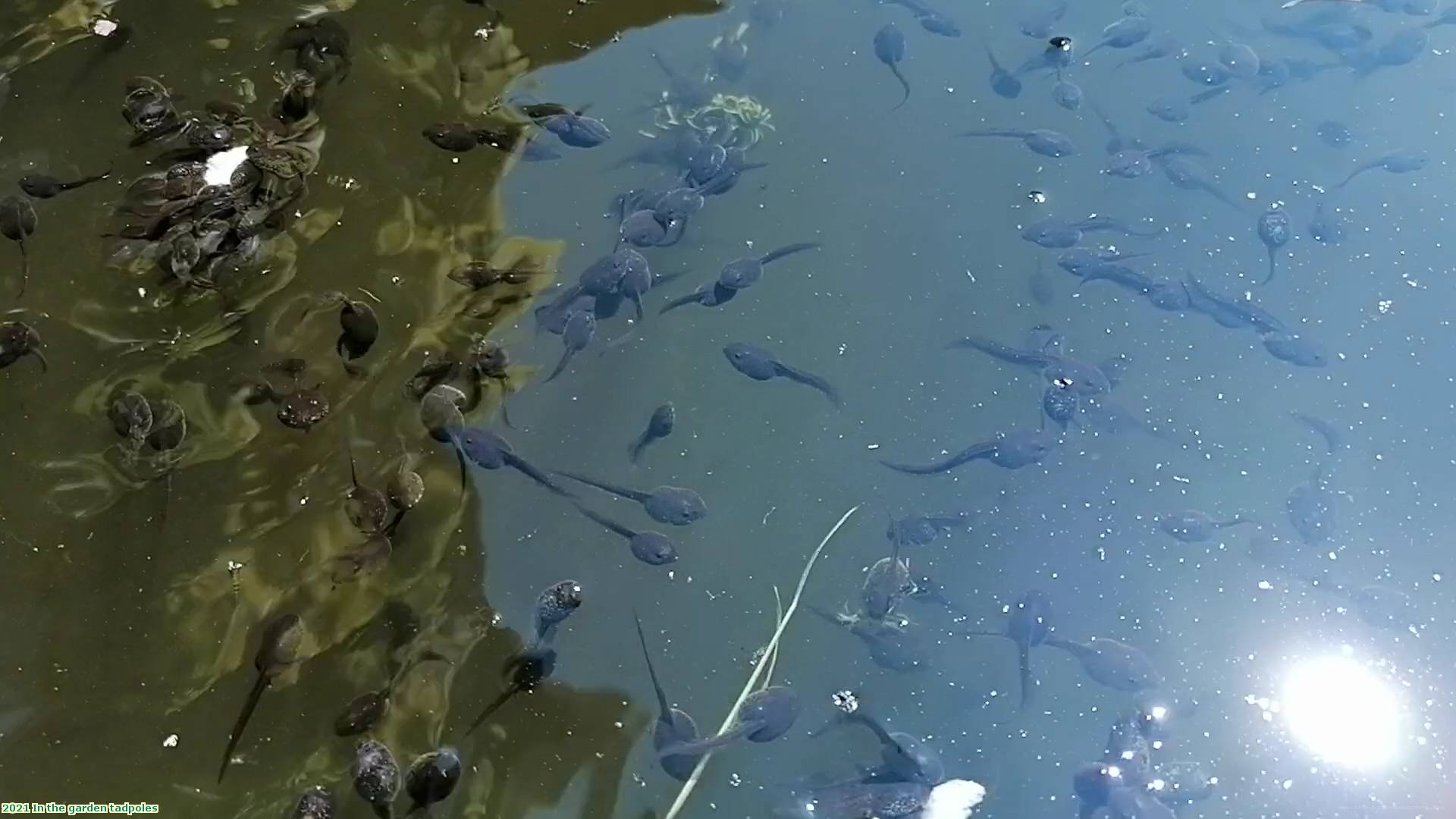 2021 In the garden tadpoles