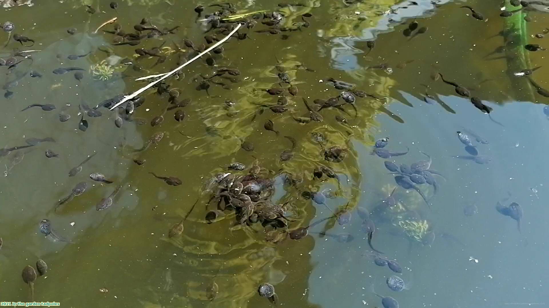 2021 In the garden tadpoles