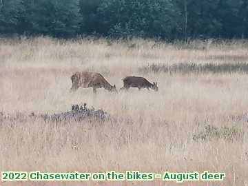  chase1 2022 Chasewater on the bikes - August deer