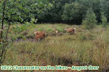  chase1 2022 Chasewater on the bikes - August deer