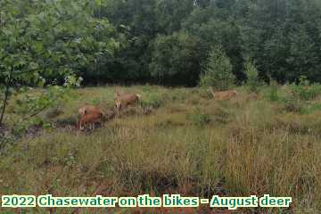  chase1 2022 Chasewater on the bikes - August deer