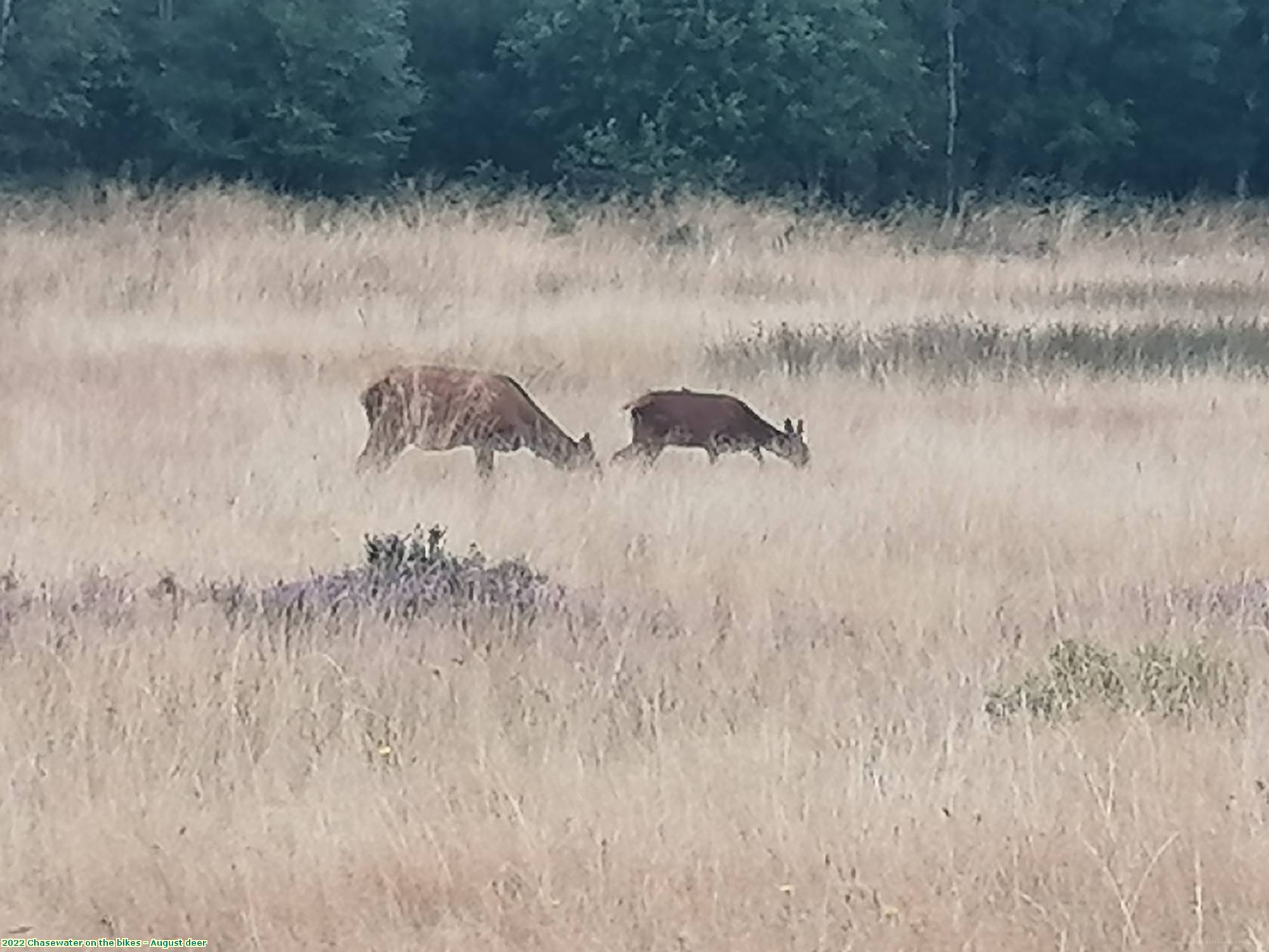 2022 Chasewater on the bikes - August deer