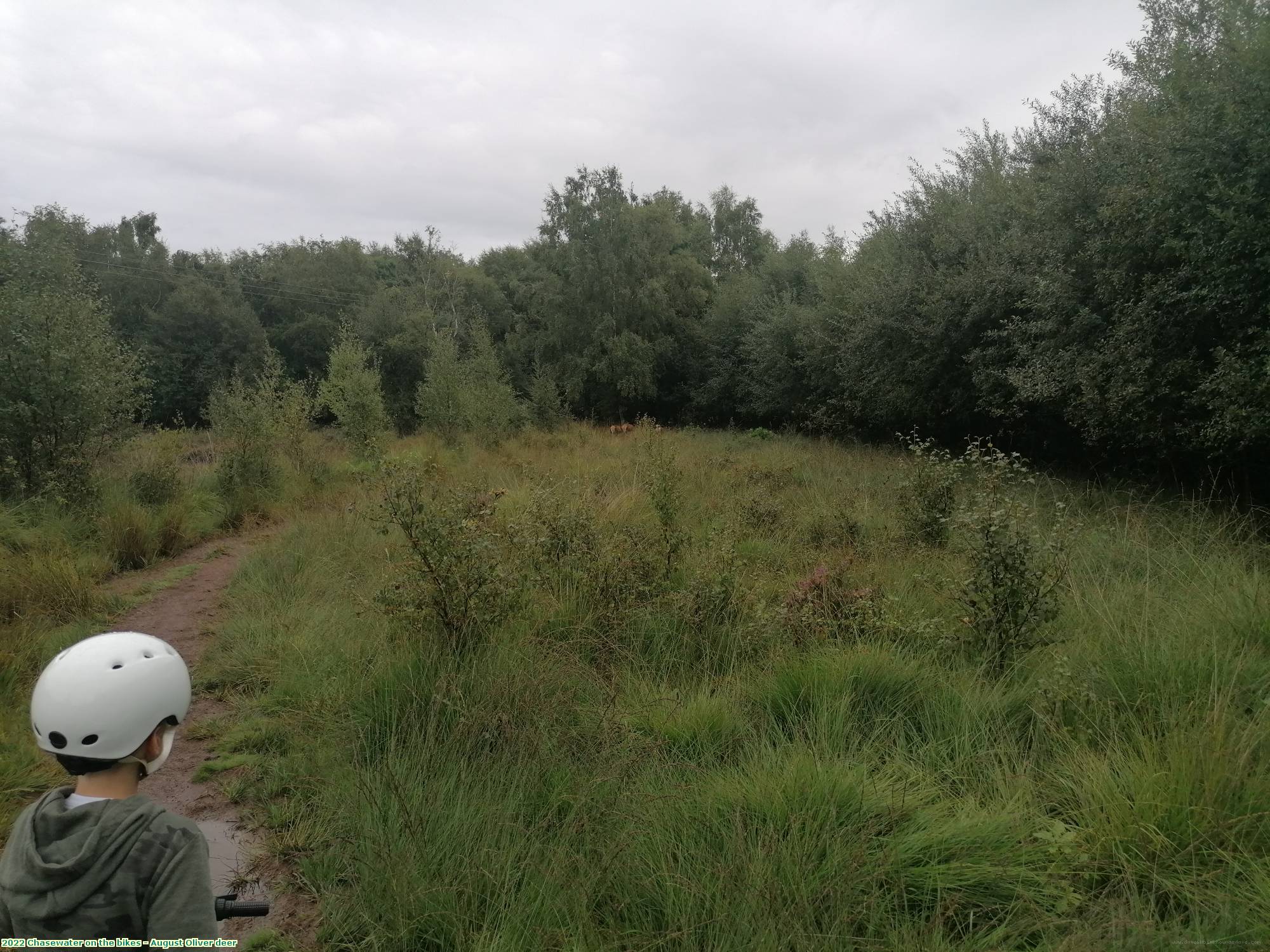 2022 Chasewater on the bikes - August deer