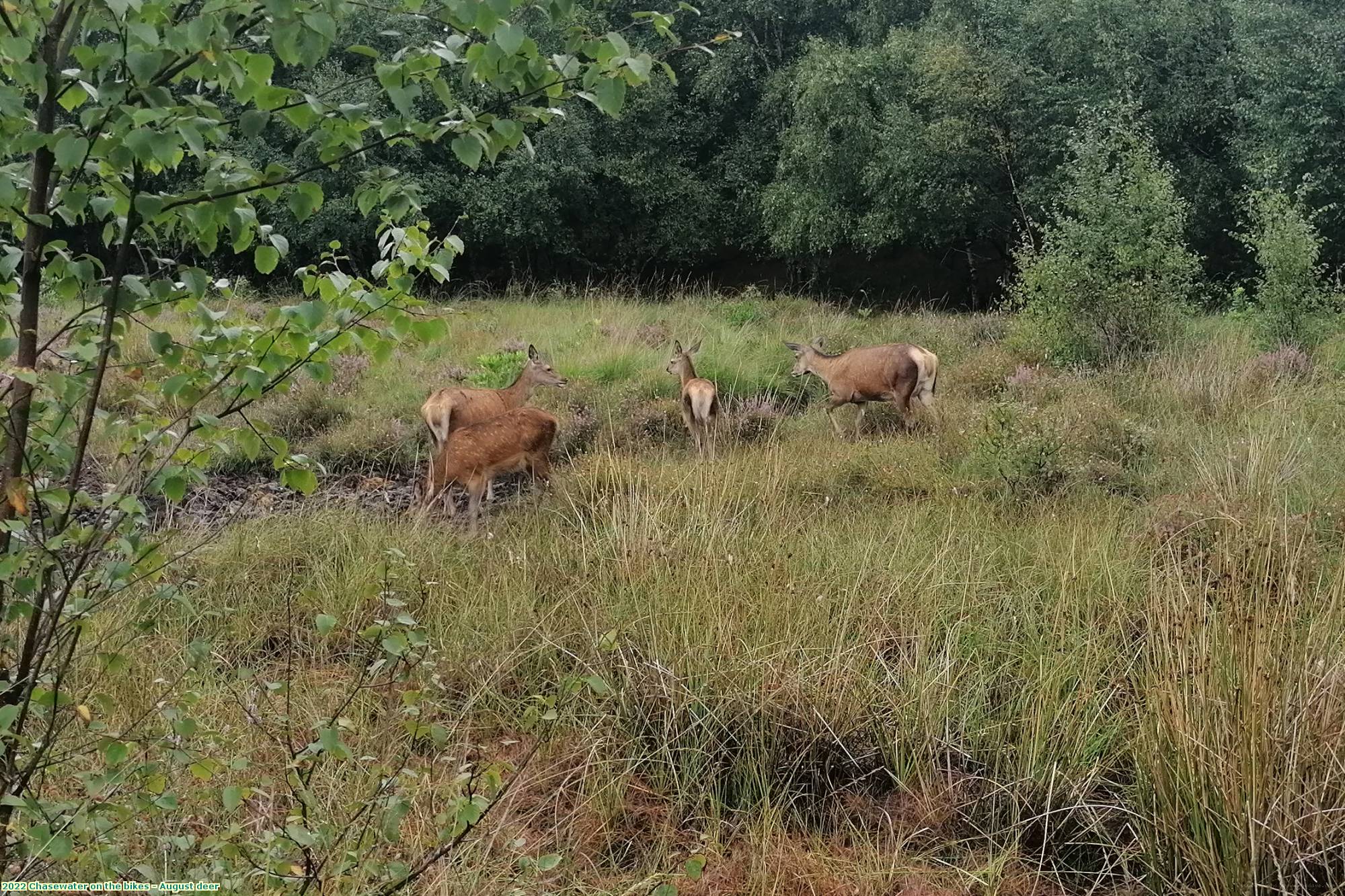 2022 Chasewater on the bikes - August deer