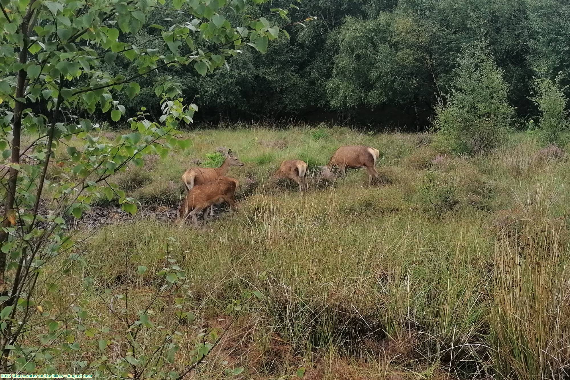 2022 Chasewater on the bikes - August deer