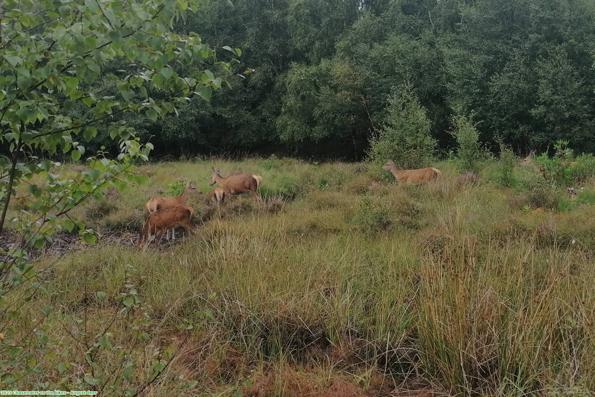 2022 Chasewater on the bikes - August deer