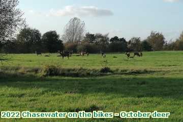  chase2 2022 Chasewater on the bikes - October deer