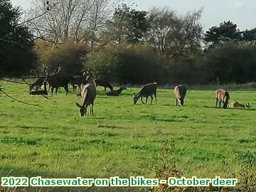  chase2 2022 Chasewater on the bikes - October deer