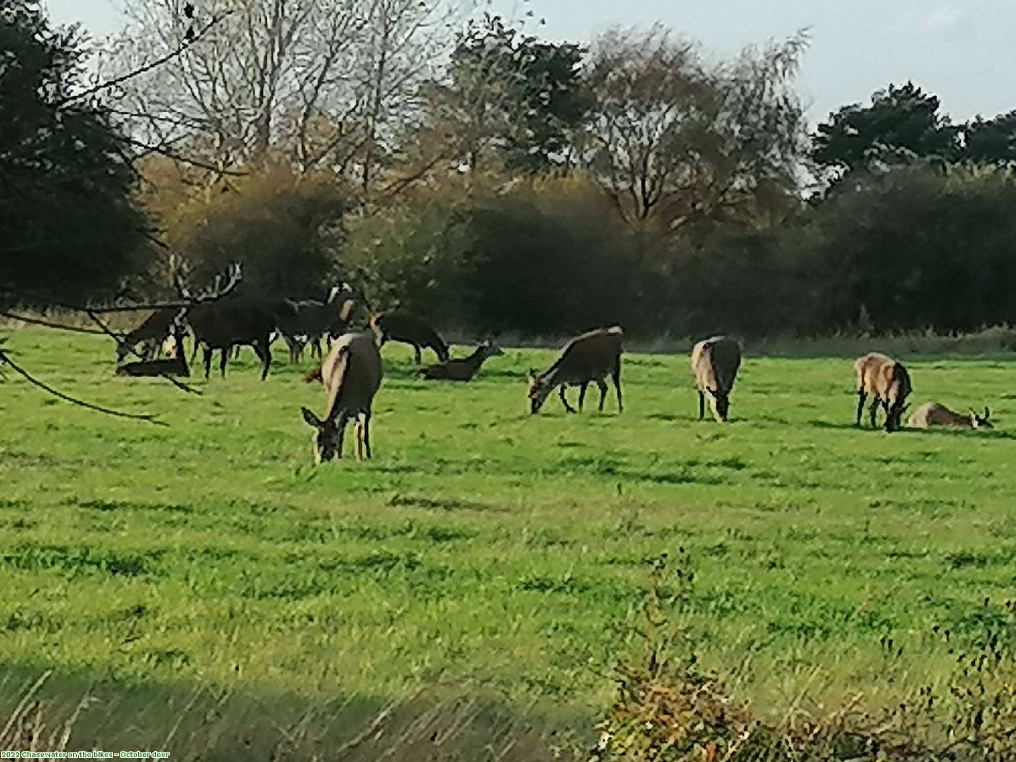 2022 Chasewater on the bikes - October deer