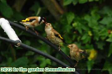  gard 2022 In the garden Greenfinches