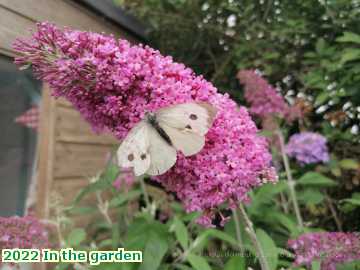  gard 2022 In the garden