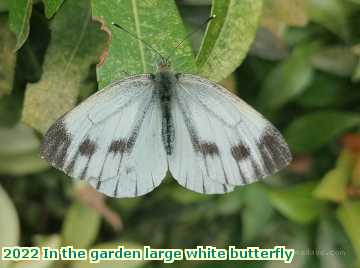  gard 2022 In the garden large white butterfly