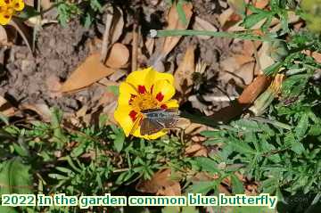  gard 2022 In the garden common blue butterfly