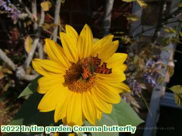  gard 2022 In the garden Comma butterfly